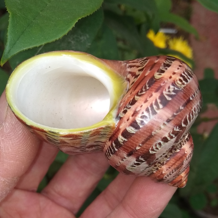 Natural sea snail shell cat eye snail gullet fish tank water family building decoration curly befish pinning crab swap shell-Taobao