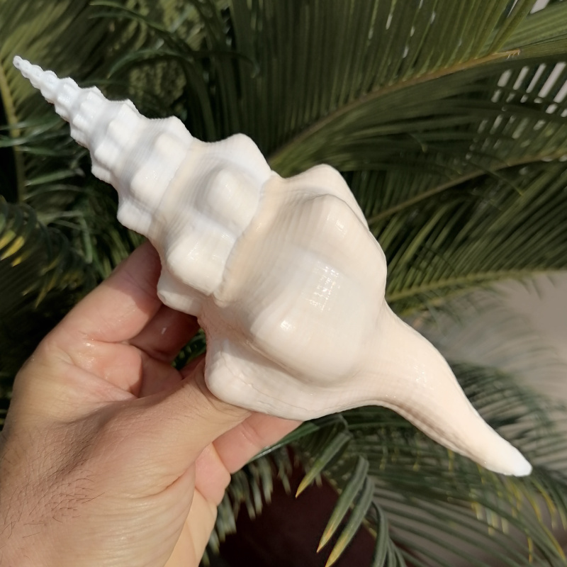 Natural great sea snail seashells white long screwed right screw fish tank building house decoration home collection hawking pieces