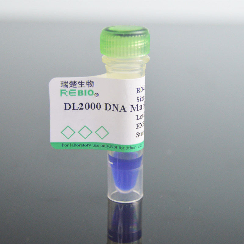 DL2000 50T 250ul DNA Marker DNA分子量标准 R04041 核酸电泳