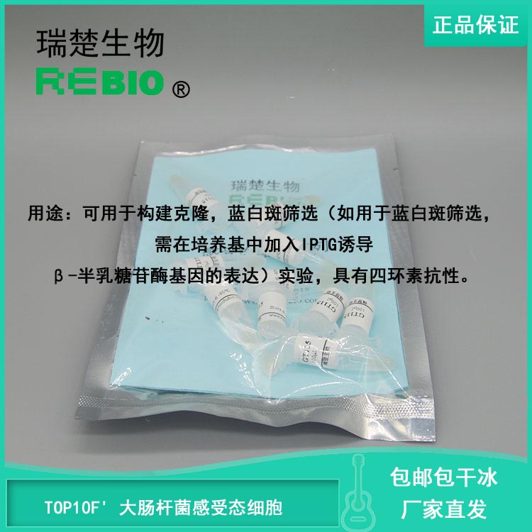 包邮包干冰含票 TOP10F' 大肠杆菌感受态细胞