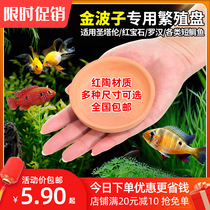 Jinbozi breeding plate Avatar raw fish spawning purified water Short snapper feeding fish tank hatching plate Earth pottery plate