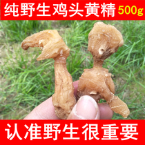  Shennongjia wild chicken head Yellow Essence Wild Yellow Essence Chinese herbal medicine Dried yellow essence Nourishing tea tonic 500g sparkling wine