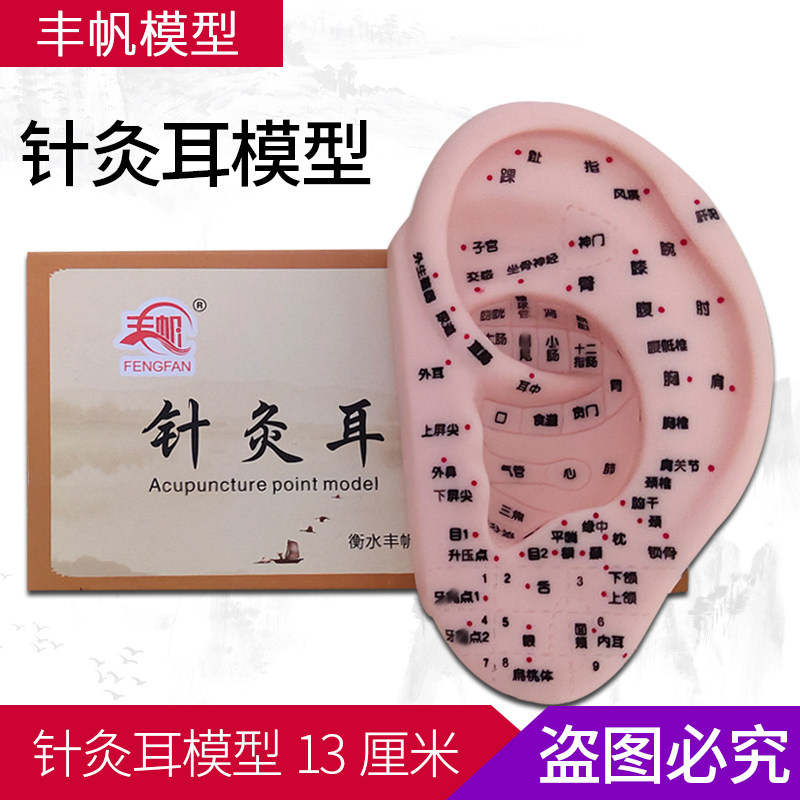 丰帆13厘米针灸耳模型 耳穴位模具耳部针灸按摩耳磨具刻字中医用