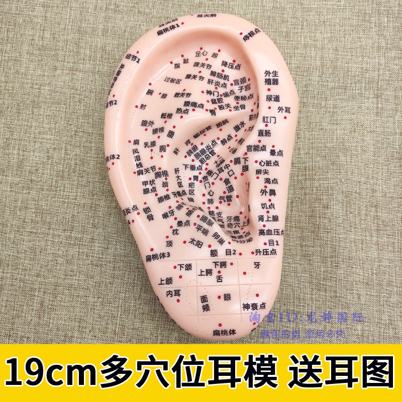 丰帆19cm多穴位耳穴模型附耳图耳膜探笔 医学教学针灸刻字用耳模