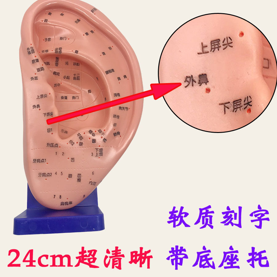 Ultra-clear lettering version of ear acupuncture point model 24cm big ear human body model Chinese medicine teaching with base