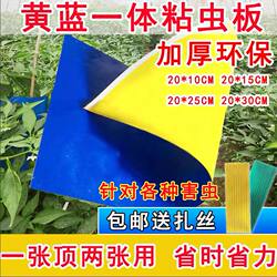 Yellow and Blue Integrated Sticky Insect Trap Board, Yellow Board and Blue Board Double-Sided Insect Trap Board for Greenhouse, Whitefly, Thrips, Small Black Flies, Tea Gardens