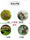 Fruit Fly Sticky Trap, Wasp Trap, Citrus Fruit Fly, Large and Small Citrus Fruit Fly Lure Board, Special for Orchards, Waterproof and Sun-Resistant
