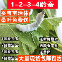 Silkworm baby living suit of golden silk silkworm Seven colorful living things silkworm eggs New fresh and tender mulberry leaf Students to raise silkworms 1-5-age white