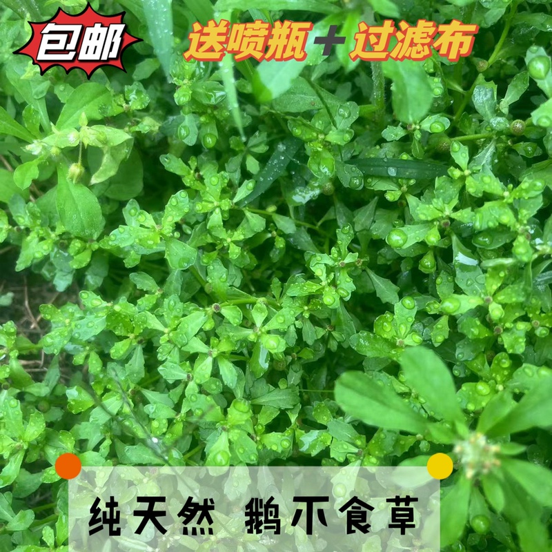 Fresh Goose Grass Juice, Goose Grass for Nose Drops, Goose Chicks Don'T Eat Grass, Chicken Intestine Coriander 250g, Free Shipping