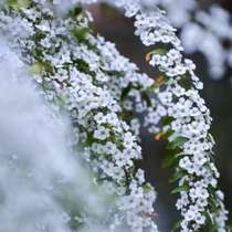 Snow spray single-petal double-petal white pink balcony garden open-air cold-resistant and easy-to-raise perennial shrubs