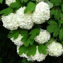 European wooden hydrangea balcony garden open-air cold-resistant and easy-to-raise perennial shrubs
