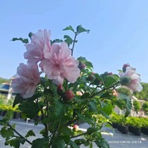 Hibiscus mint balcony garden edible value open-air cold-resistant and easy-to-raise perennial shrubs