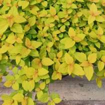 Spiraea Jinshan Jinyan Spiraea balcony garden open-air cold-resistant and easy-to-raise perennial shrubs