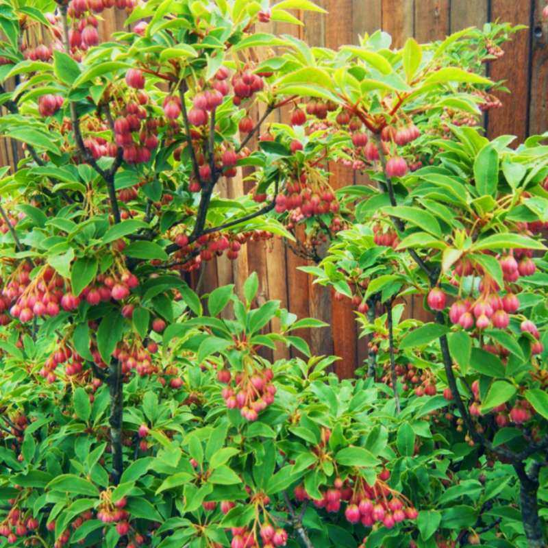 Japanese Hangbang Plant Balcony Garden, Frozen and Venture Perennial Bushes
