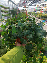 Office living room bedroom indoor shade-tolerant plant potted plant Chlorophytum ivy unicorn tail