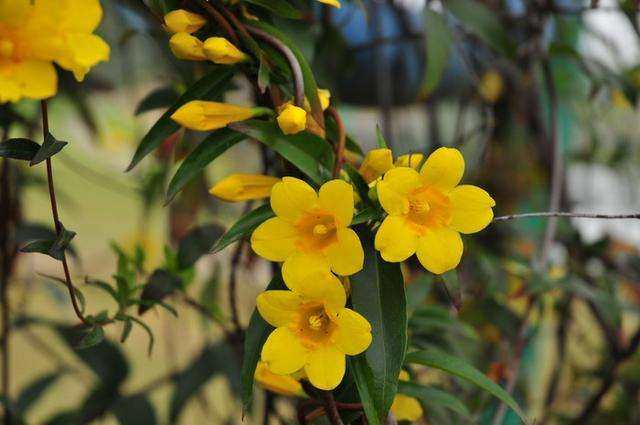 French perfume-resistant vine aromatic pot pot flower flower flower in winter blossom