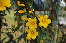 French perfume cold-resistant climbing vine plant aromatic potted balcony flower winter flowering Jiangsu Zhejiang Shanghai and Anhui