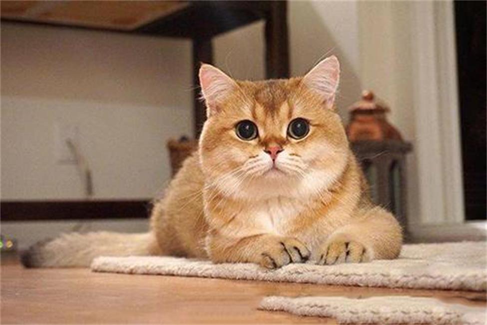 猫主子的肠胃疾病:猫咪频拉稀要这样解决