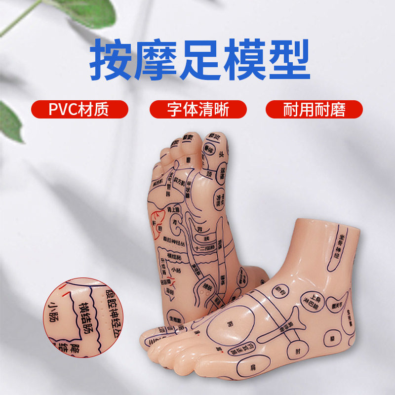 足部按摩模型足底反射区穴位按摩器脚部脚丫子足疗保健点穴参考用