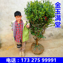 Thornless medlar spherical golden and jade-filled saplings four-season evergreen lucky fruit cold-resistant greening saplings for northern and southern courtyards