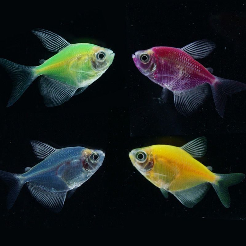 天使鱼:点亮家庭水族馆的七彩精灵-鱼-淘宝百科网