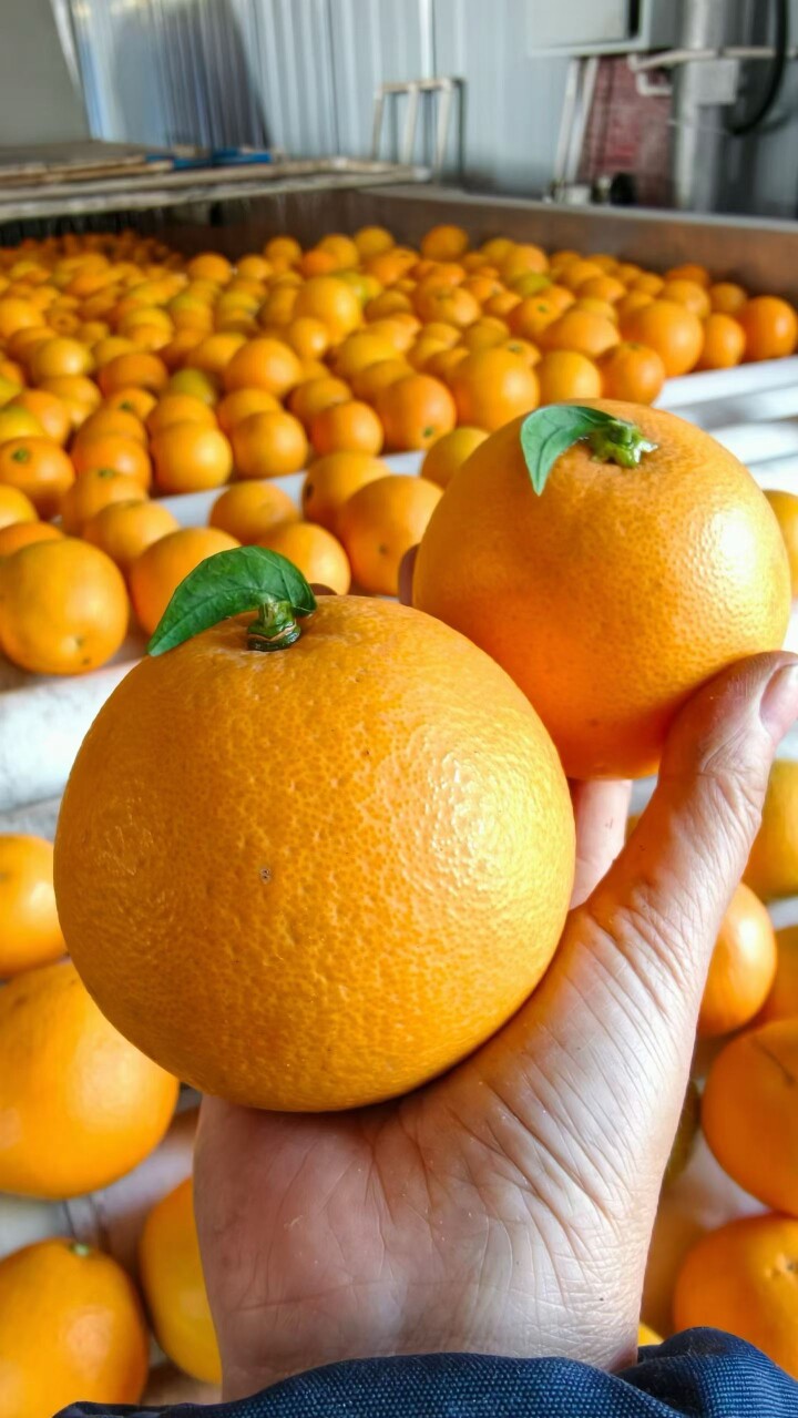 豆豆家正宗永 兴冰糖橙子