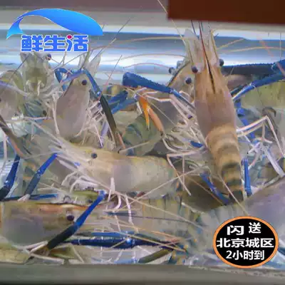 500g Beijing flash send fresh Roch shrimp big head shrimp money shrimp money shrimp fawn shrimp seafood