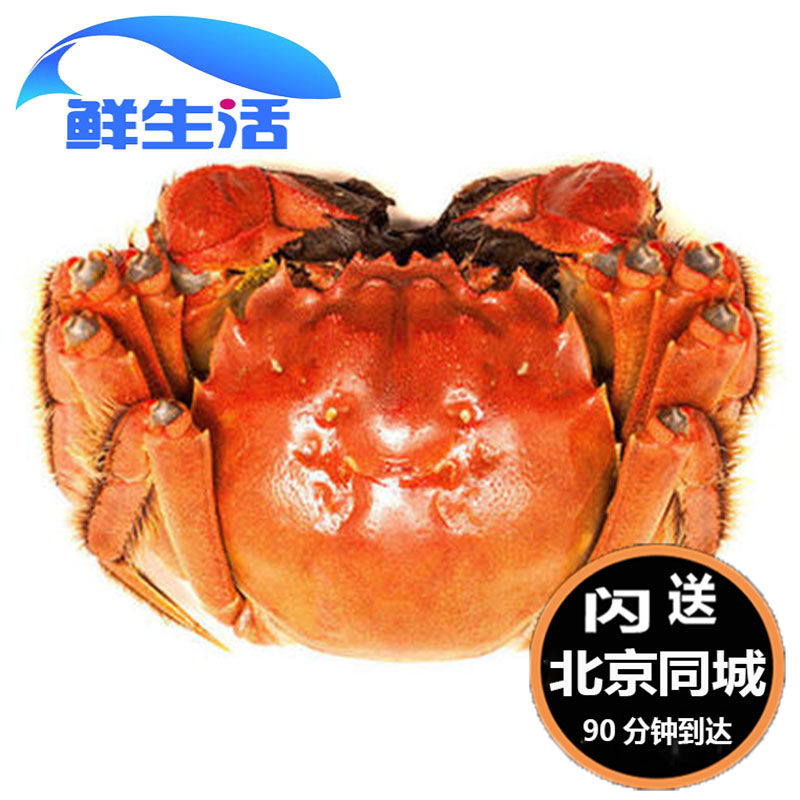 2 5 - 2 8 Two Beijing flash spot crab fresh crab full of 10 crab full of 10