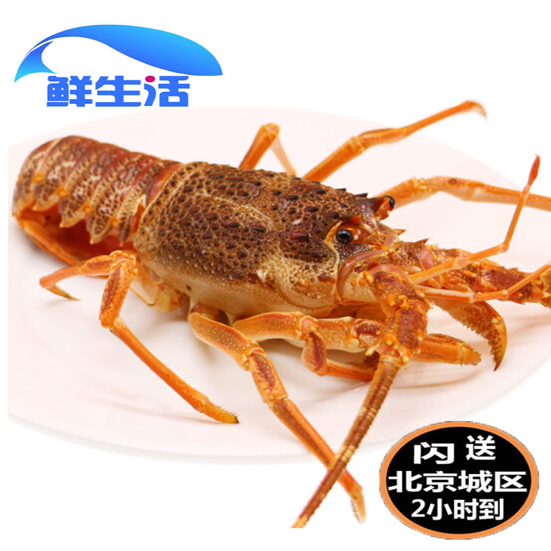 5-8 two Beijing flash delivery fresh South African lobster Aolongzi Xiao Aolong South African lobster spot