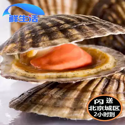 Beijing flash send fresh scallop seafood fresh aquatic shellfish Dalian Zhangzi Island Yuanbei single 50G spot