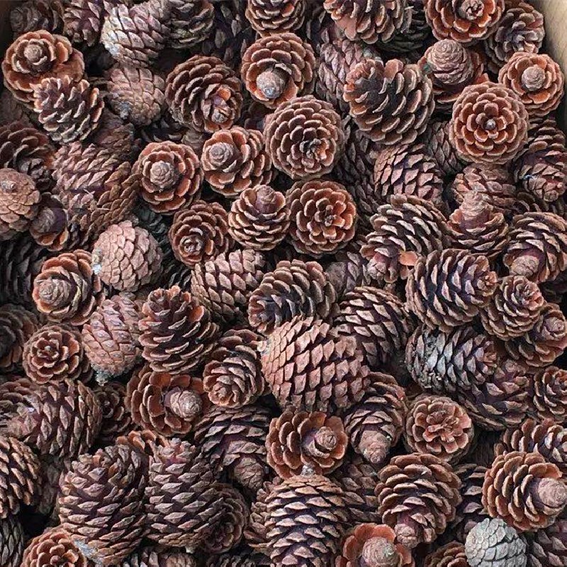 Dried Flowers, Pine Cones, Pine Tree Cones, and Pine Cone Decorations for DIY Materials, Christmas Decorations, and Kindergarten Decoration Props