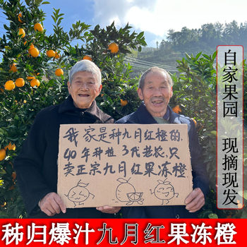 Authentic september red jelly orange tender and juicy 4500g