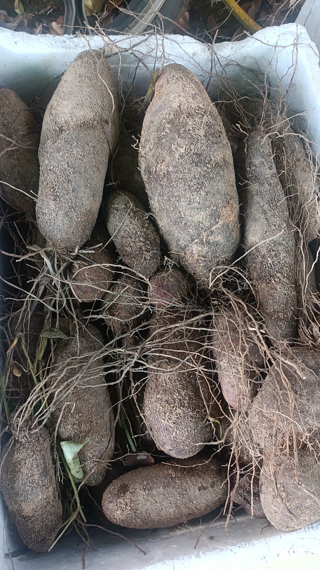 Classic old white fries fries as a kid taste fresh and dig-Taobao