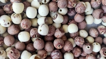 Xianglotus seeds