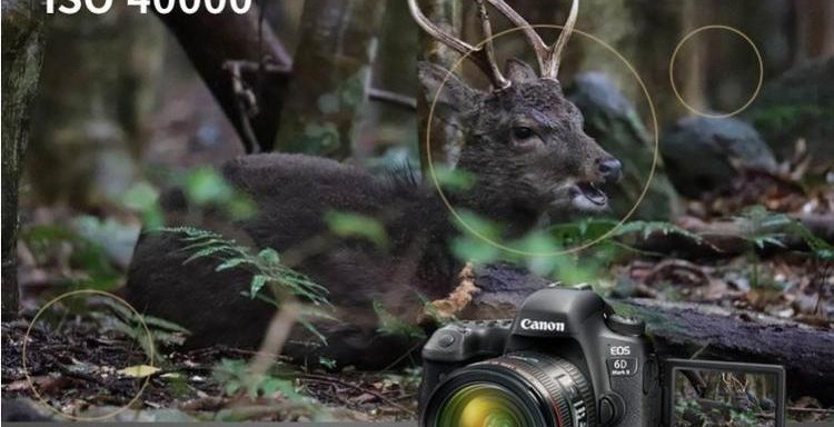 Có thể thay thế Canon 6D2 6D Mark II 24-105mm STM kit Máy ảnh DSLR full frame - SLR kỹ thuật số chuyên nghiệp máy ảnh fuji
