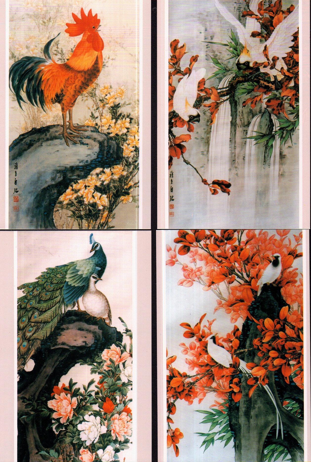 White Ming Bird draws pictures postcards containing Shaw Chicken Swan Peacock Parrot etc