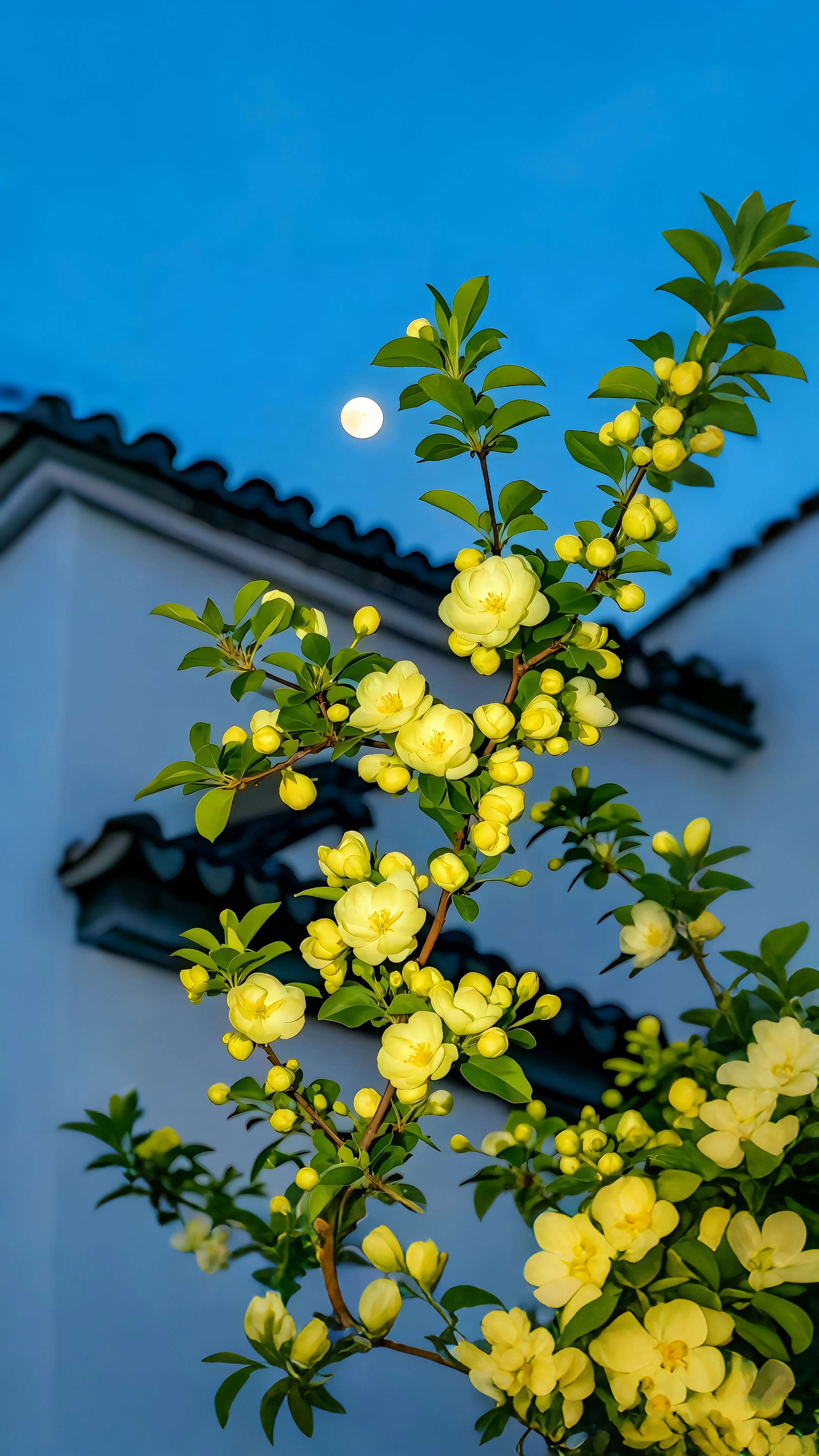 中式古建筑月下黄花壁纸 国风夜景唯美竖版手机锁屏