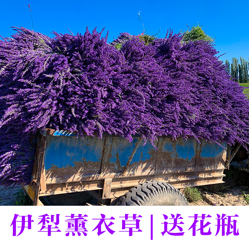 Xinjiang Yilu Natural Lavender Dry Flower Bouquet Decoration Flower decoration of mosquito repellent for sleep nationwide