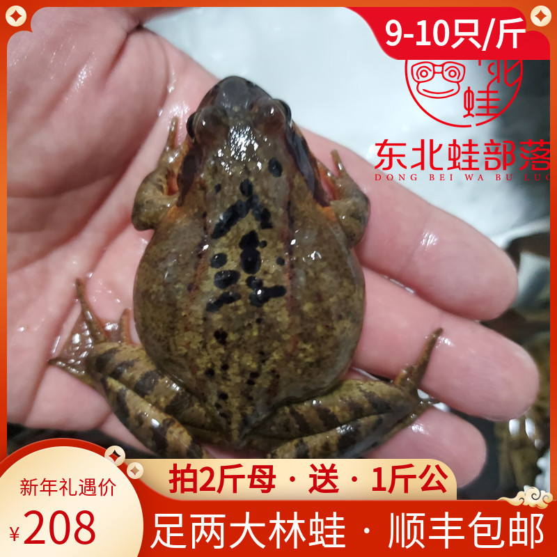 Northeast forest frog, Changbai Mountain, two female forest frogs, live toads, straight hair live snow clams 9-10 a catty