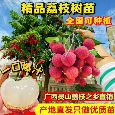 广西达鑫果苗