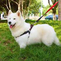 Dog traction rope Medium-sized dog Vest type Samoyed gold burred shepherd chest strap Collar Walking dog lead dog rope