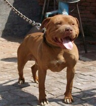 Dog chain Collar Large dog chain Bold bite-proof Giant Golden retriever bit wolf dog German earth dog Bolt dog special