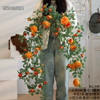 Возлюбленная розовая апельсин