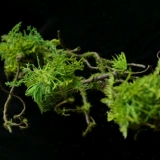 Имитация мха, мертвых веток, виноградных лоз, ветвей, зеленых растений, фоновой стены, изогнутой формы, ландшафтного дизайна, украшения