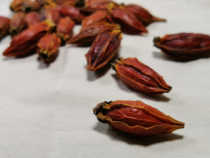 Plant dyeing with yellow gardenia traditional yellow dyeing material Plant dyeing tie-dye printing and dyeing Plant dyeing experience class