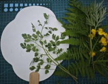 Plant rubbing and dyeing grass and tree rubbing and dyeing leaves and petals plant printing and dyeing cloth plant dyeing cloth handmade DIY experience package