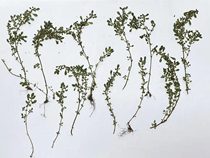Oshina flower material fine leaf cold water hemp cold water flower pressed flowers 幹花 Oshina flowers Dried flowers