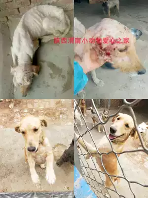 The treatment of more than 500 hairy children in Weinan small animal love home