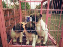 Sheep milk powder for abandoned babies Shaanxi Weinan small animal love home