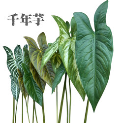 Artificial Single Stem Taro Plant with Large Leaves, Green Plant for Indoor Decoration, Tropical Style Home Decor